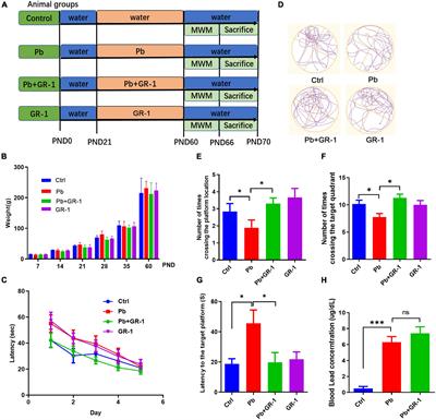 Probiotic Lactobacillus rhamnosus GR-1 supplementation attenuates Pb-induced learning and memory deficits by reshaping the gut microbiota